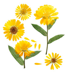 Pressed and dried delicate flower of calendula officinalis (marigold). Isolated on white...