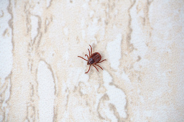 A true ixodid mite blood sucking parasite carrying the acarid disease sits on a On a white field on a hot summer day, hunting in anticipation of the victim