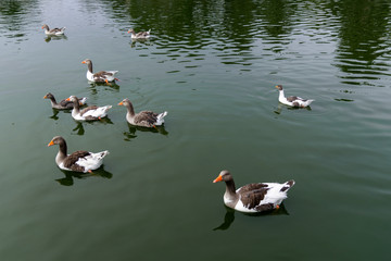 ducks in the water