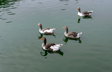 ducks in the water