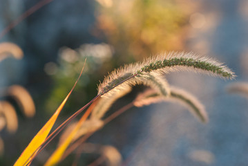 Grass in the Early Morning Sun