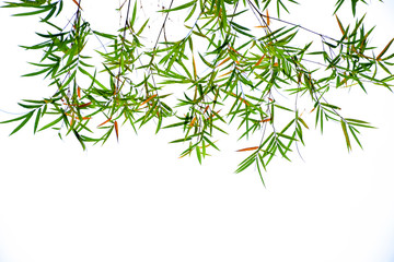Green bamboo leaves isolated on white