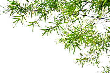 Green bamboo leaves isolated on white