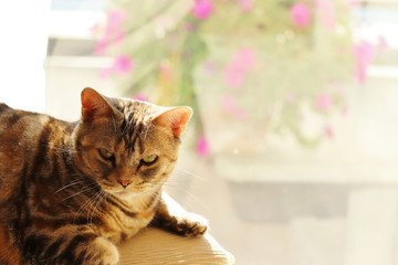 窓辺でのんびりする猫アメリカンショートヘアー