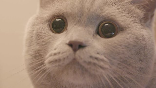 Close-up of Scottish grey cat. Stock footage. Beautiful Scottish cat with gray hair and beautiful face. Sparkling grey cat with dilated black pupils is watching something