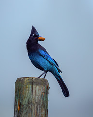 birdy, birdy what you have there 