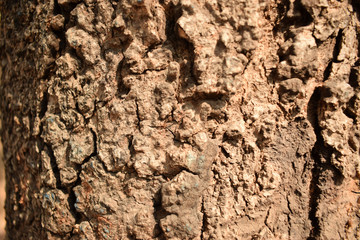 Dry Tree Bark Texture Close up Background Image