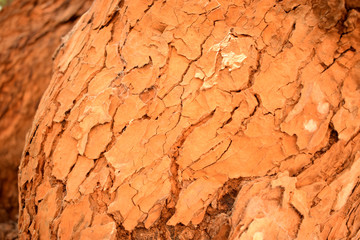 Tree Bark Texture/Pattern Orange Color Background