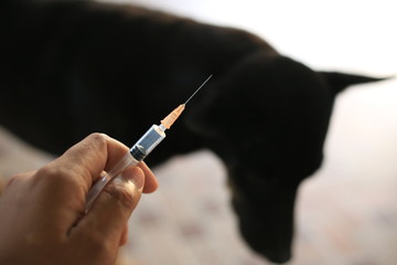  Vaccine Rabies Bottle and Syringe Needle Hypodermic Injection Immunization rabies and Dog Animal Diseases Medical Concept with Dog blurred Background.Selective Focus Vaccine vial  - Powered by Adobe