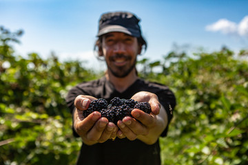 happy smiling man showing a handful of fresh and ripe blackberries fruits in his hands. in selective focus and close up view with copy space on sides © Valmedia