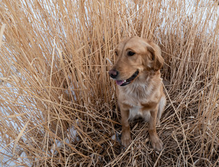 golden retreiver