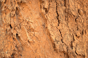 Tree Bark Texture/Pattern Orange Color Background
