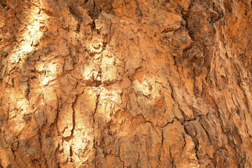 Tree Bark Texture/Pattern Orange Color Background