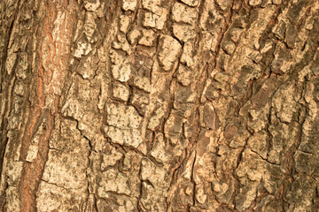 Dry Tree Bark Texture Close up Background Image