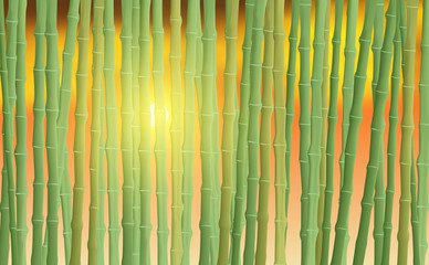 Fototapeta premium landscape of the bamboo forest in sunset