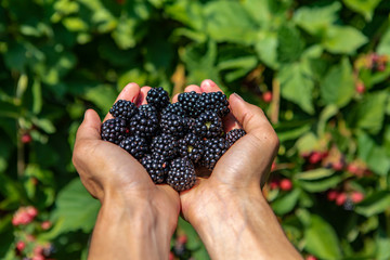 a handful of ripe and fresh blackberry fruits. farm worker hands full of blackberries fruit in...