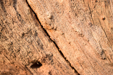 Peeled Tree Bark Texture/Pattern Orange Color Background