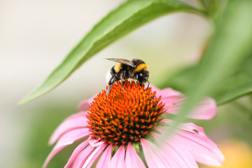 Obraz na płótnie Canvas Bumblebee collects nectar on an echinacea flower