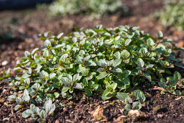 Black mint growing in organic farm, herb and spice, outdoor day light