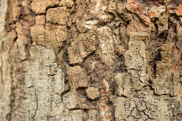 Dry Tree Bark Texture Close up Background Image