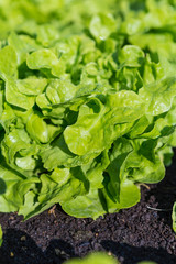 Closeup green lettuce leaves, morning outdoor day light, organice farming, healthy diet food, fresh vegetable
