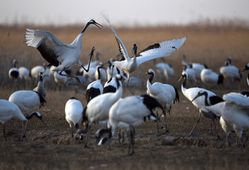 Red Crowned Crane in Sheyang County, Yancheng City, Jiangsu Province, China