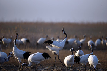 Red Crowned Crane in Sheyang County, Yancheng City, Jiangsu Province, China