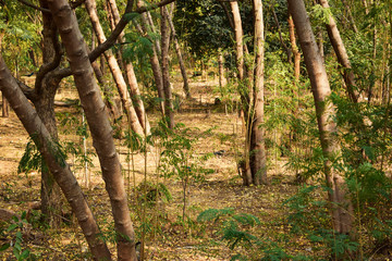 autumn forest trees. nature green wood backgrounds.