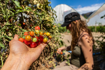 a cluster of ripe, ripening and unripe cherry tomatoes on hand selective focus view, a caucasian woman picking tomato fruits in open field background