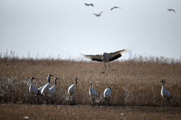 Red Crowned Crane in Sheyang County, Yancheng City, Jiangsu Province, China