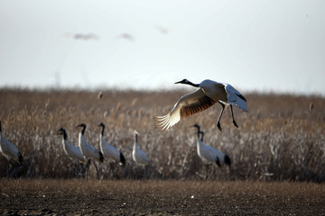 Red Crowned Crane in Sheyang County, Yancheng City, Jiangsu Province, China