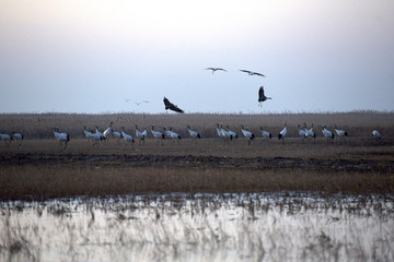 Red Crowned Crane in Sheyang County, Yancheng City, Jiangsu Province, China