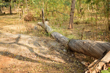 autumn forest trees. nature green wood backgrounds.