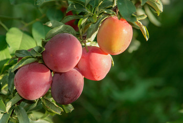 Ripe autumn plums on a branch on a background of green foliage