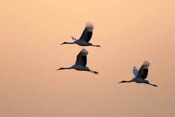 Red Crowned Crane in Sheyang County, Yancheng City, Jiangsu Province, China