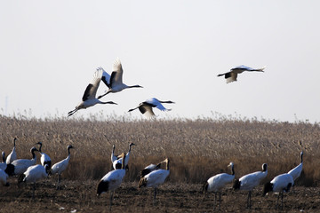 Red Crowned Crane in Sheyang County, Yancheng City, Jiangsu Province, China