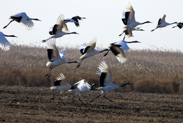 Fototapeta premium Red Crowned Crane in Sheyang County, Yancheng City, Jiangsu Province, China