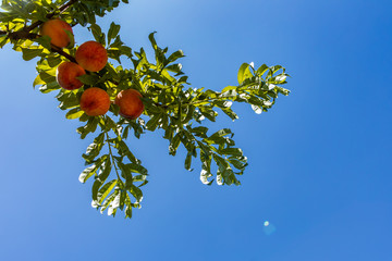 Peach tree branch full of fruits and green leaves in selective focus and low angle views against...
