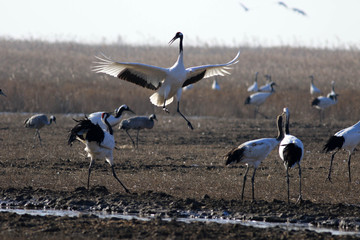 Red Crowned Crane in Sheyang County, Yancheng City, Jiangsu Province, China