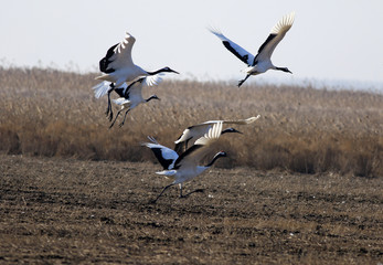Red Crowned Crane in Sheyang County, Yancheng City, Jiangsu Province, China