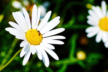 Fototapeta premium A little wasp sits on the chamomile petals. Insect collects nectar from a white delicate flower