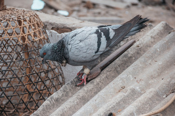 Bird portrait. The Pigeons are standing. The dove is sitting. Isolated pigeons. Bird portrait. Birds in Barcelona, ​​Spain. Group of birds. Pigeon and dove groups.