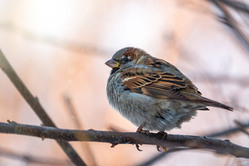 Sparrow sits on a branch without leaves in the sunset light.