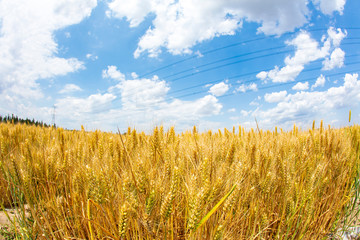 The wheat fields