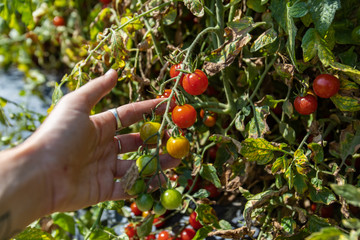 heirloom organic cherry tomato plant, close up shot of farmer's hand holding a cluster of red ripe and green unripe small size mini tomatoes fruits