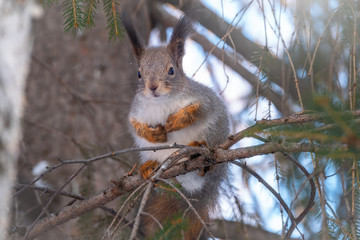 The squirrel sits on a fir branches in the winter or autumn