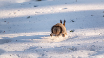 Squirrel quickly runs through the white snow. Rear view of a running squirrel.