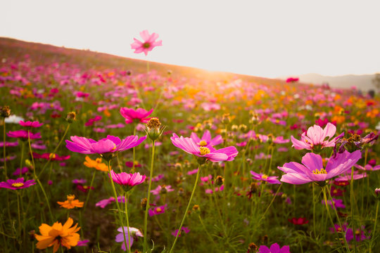 The cosmos flower in the garden fiellds ีืunder the sunset sky. © Paiboon