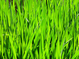 Fototapeta na wymiar Solid green grass background