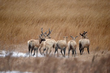 Naklejka na ściany i meble Dafeng elk National Nature Reserve, Yancheng City, Jiangsu Province, China